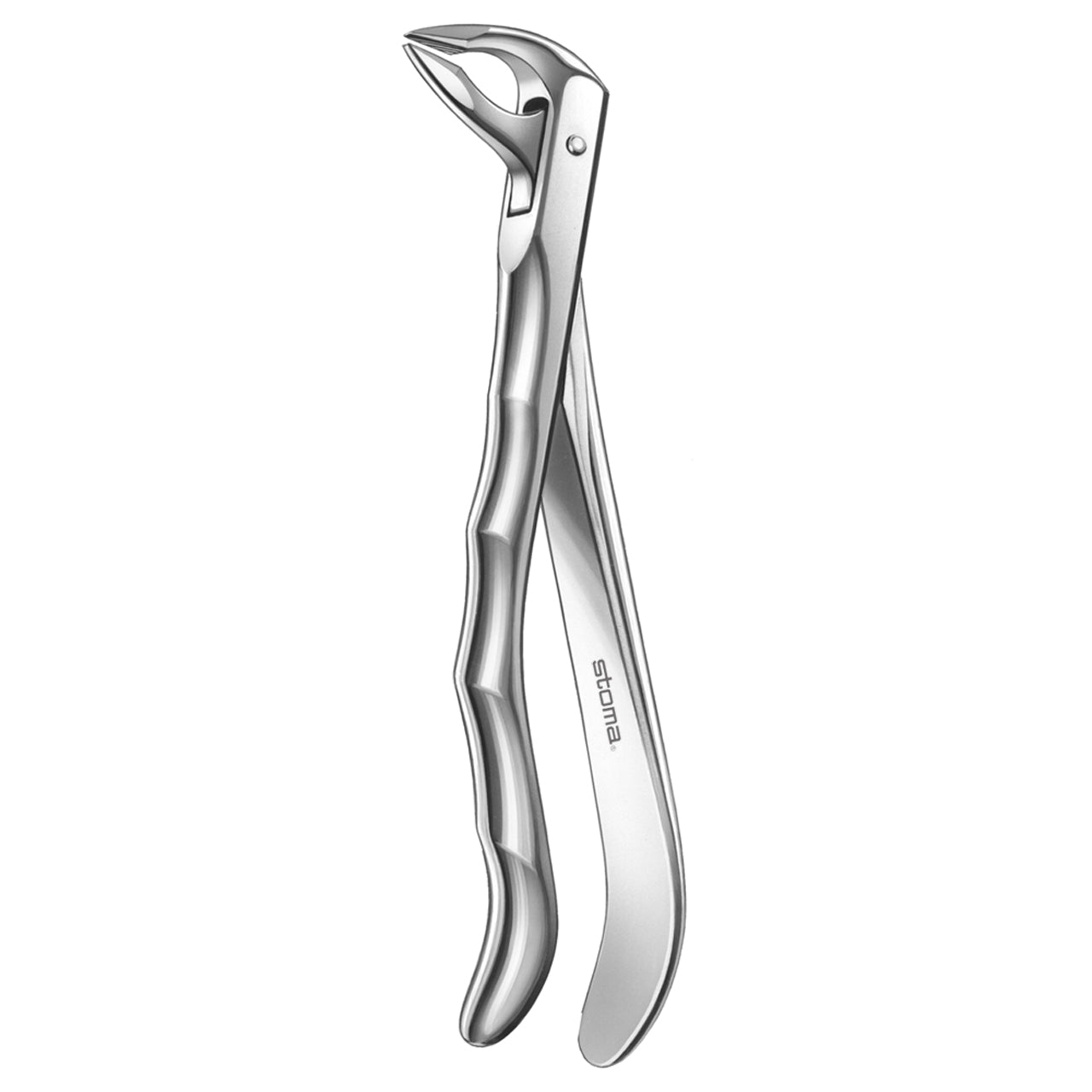 STOMA Forceps lower bicuspids, broad, Fifo from Quintess Denta