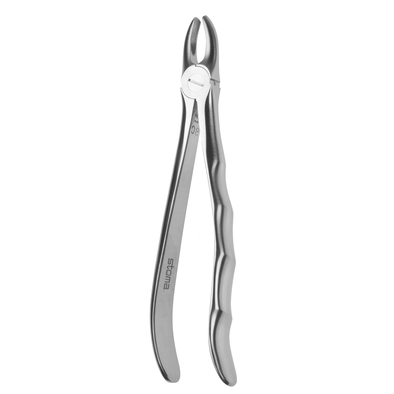 STOMA Forceps upper incisors and canines, small, fig. 2, Fifo from Quintess Denta