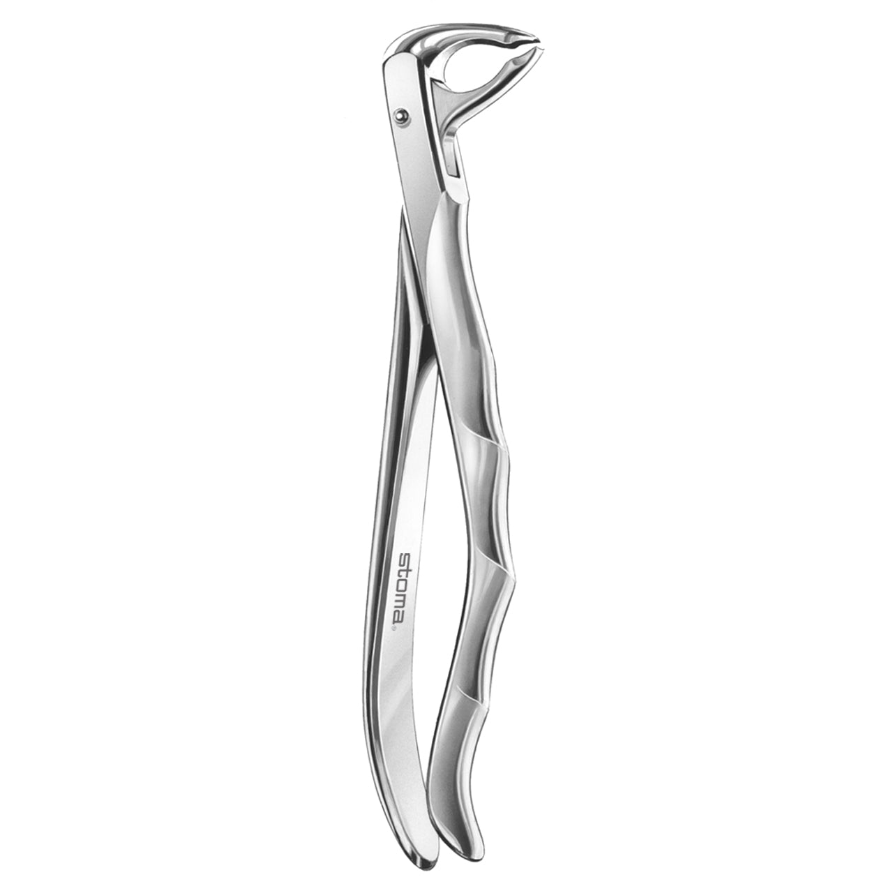 STOMA Forceps lower bicuspids, far-reaching, small, Fifo from Quintess Denta